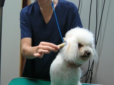 Cursos de Peluqueria Canina